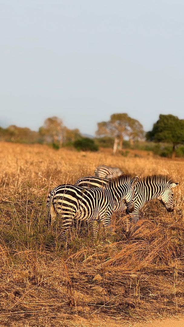 Day Trip Safari — Mikumi National Park 3